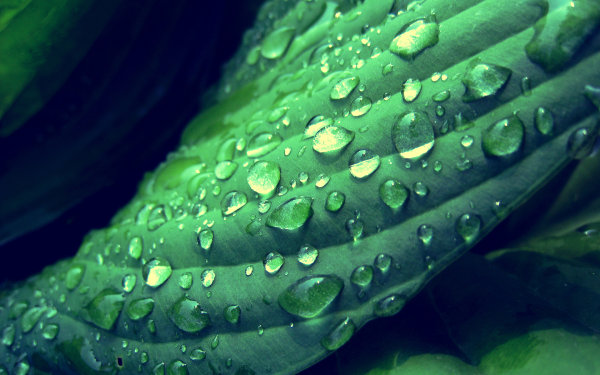 Dew,Leaf,Grass,Lake,Forest,Moss,Pine needles,Lavender,Flower,Daisy