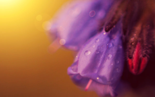 Dew,Leaf,Grass,Lake,Forest,Moss,Pine needles,Lavender,Flower,Daisy