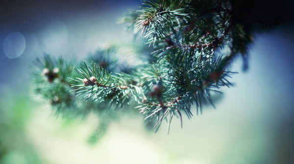 Dew,Leaf,Grass,Lake,Forest,Moss,Pine needles,Lavender,Flower,Daisy