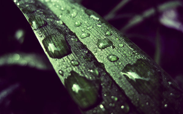 Dew,Leaf,Grass,Lake,Forest,Moss,Pine needles,Lavender,Flower,Daisy