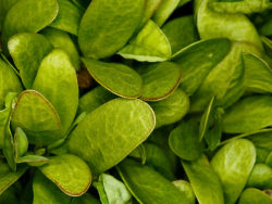 Ecological landscape plants wallpaper album(1)