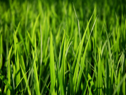 Vista Plant wallpaper series -1