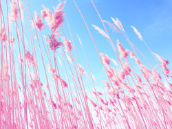 Esthetic shore heavenwallpaper
