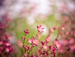 Plant and flowers Landscape wallpaper
