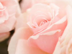 Flower features